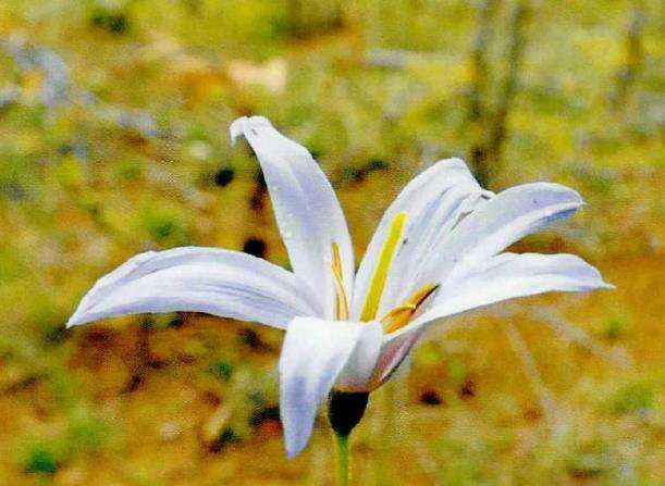 树风雨兰最好的繁殖方式是播种