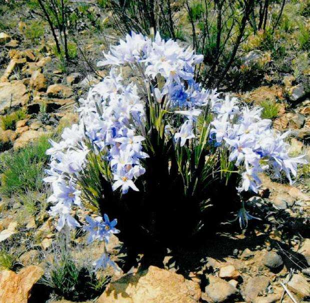 树风雨兰最好的繁殖方式是播种