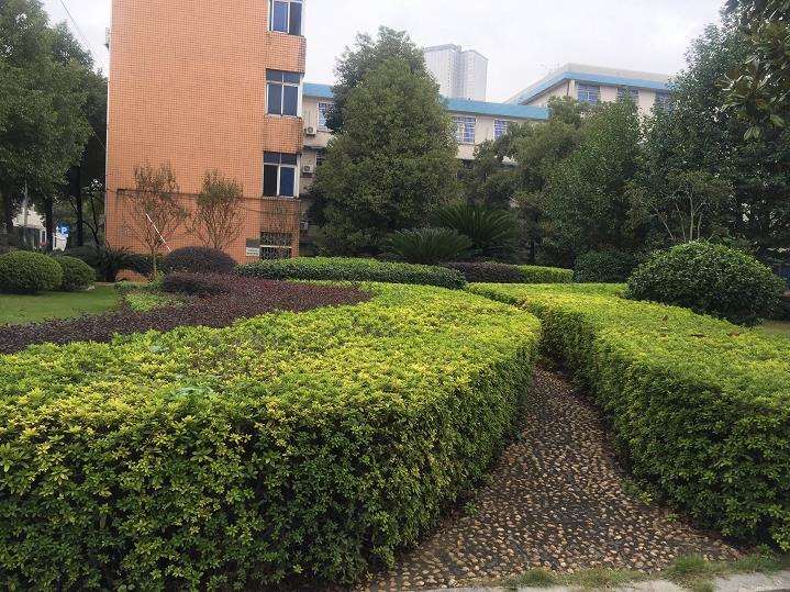 校园绿化树种合理配置的3个作用