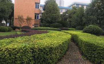 校园绿化树种合理配置的3个作用