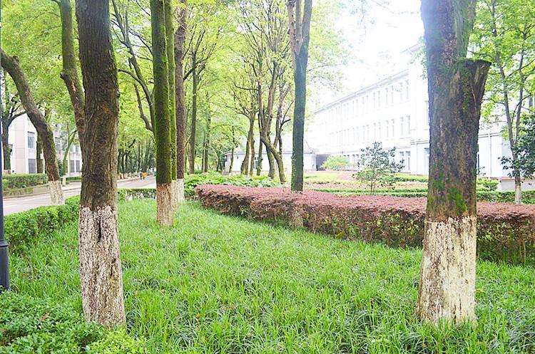 对校园绿化树种选择及配置问题的4个思考