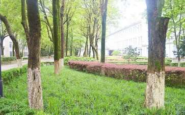 对校园绿化树种选择及配置问题的4个思考