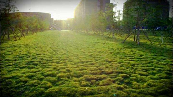 《盆景制作》是高职园艺技术专业必修的课程