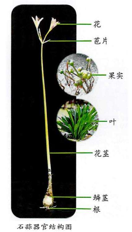 石蒜为东亚特有植物 世界约有20余种