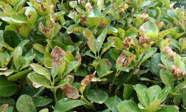 山东绿地的4个主要病虫害