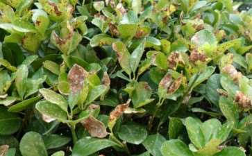 山东绿地的4个主要病虫害