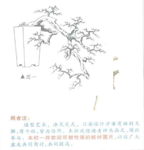 图解 山楂盆景怎么悬崖造型的3个方法