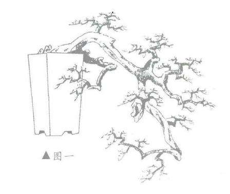 图解 山楂盆景怎么悬崖造型的3个方法