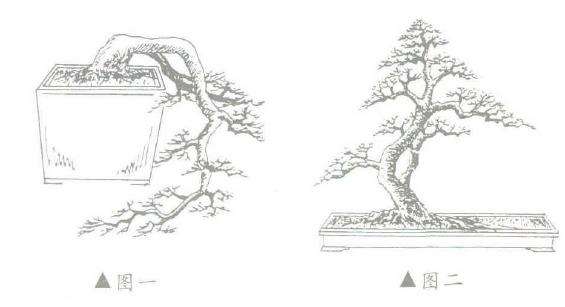 图解 山楂盆景怎么悬崖造型的3个方法