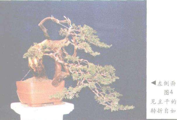 图解 高山柏树盆景怎么移栽制作的方法