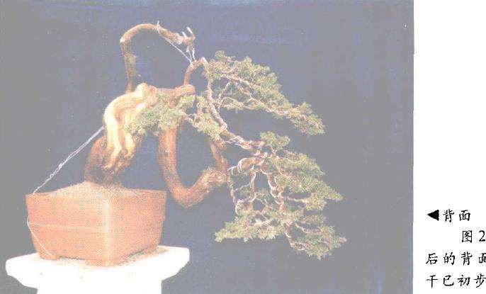 图解 高山柏树盆景怎么移栽制作的方法