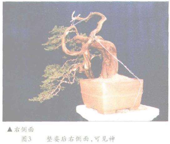 图解 高山柏树盆景怎么移栽制作的方法