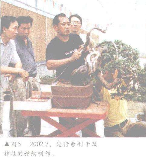 图解 高山柏树盆景怎么移栽制作的方法