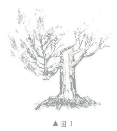 图解 柏树盆景怎么造型的6个步骤