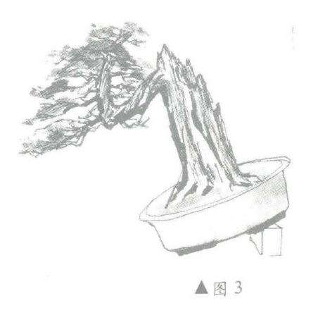 图解 柏树盆景怎么造型的6个步骤