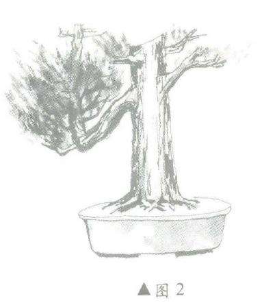 图解 柏树盆景怎么造型的6个步骤