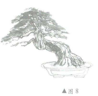 图解 柏树盆景怎么造型的6个步骤