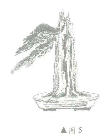 图解 柏树盆景怎么造型的6个步骤