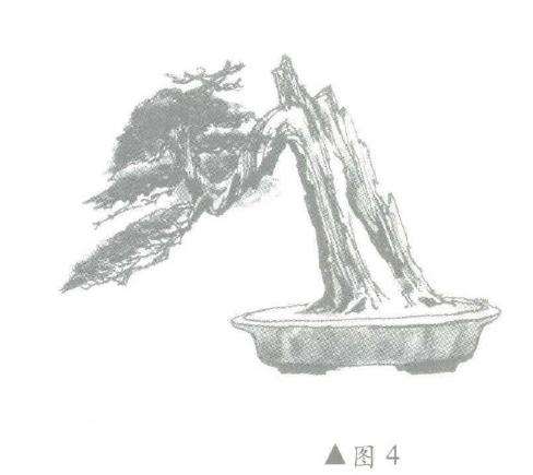 图解 柏树盆景怎么造型的6个步骤