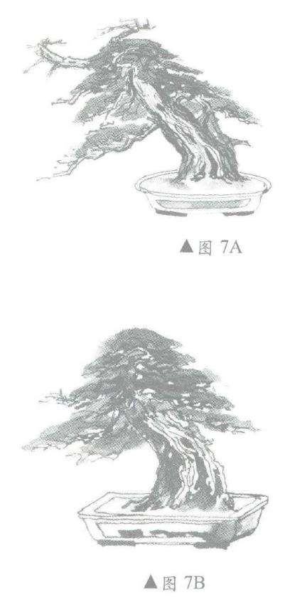 图解 柏树盆景怎么造型的6个步骤