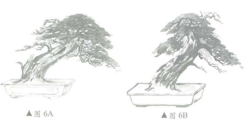 图解 柏树盆景怎么造型的6个步骤
