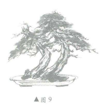 图解 柏树盆景怎么造型的6个步骤