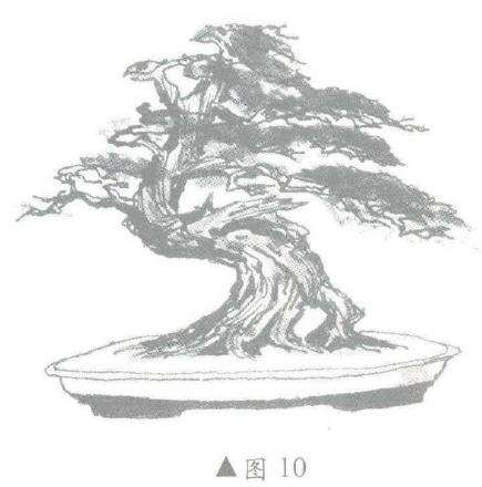 图解 柏树盆景怎么造型的6个步骤