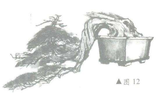 图解 柏树盆景怎么造型的6个步骤