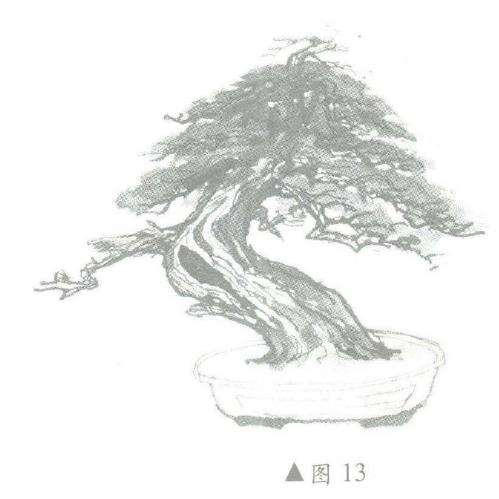 图解 柏树盆景怎么造型的6个步骤