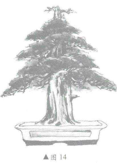 图解 柏树盆景怎么造型的6个步骤