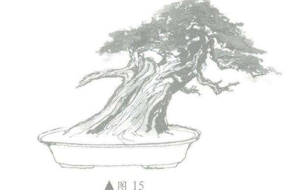 图解 柏树盆景怎么造型的6个步骤