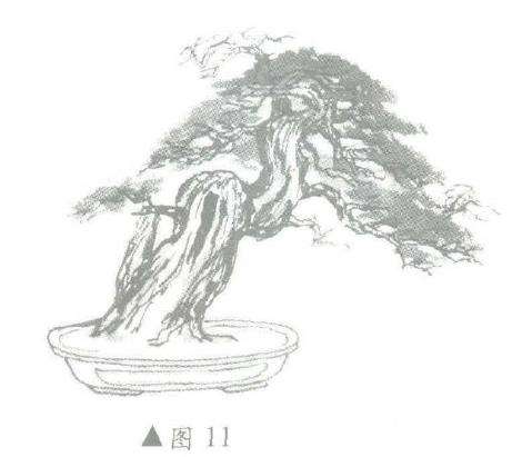 图解 柏树盆景怎么造型的6个步骤