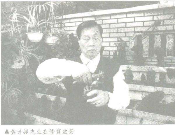 福建省花协盆景分会的会长 黄开振