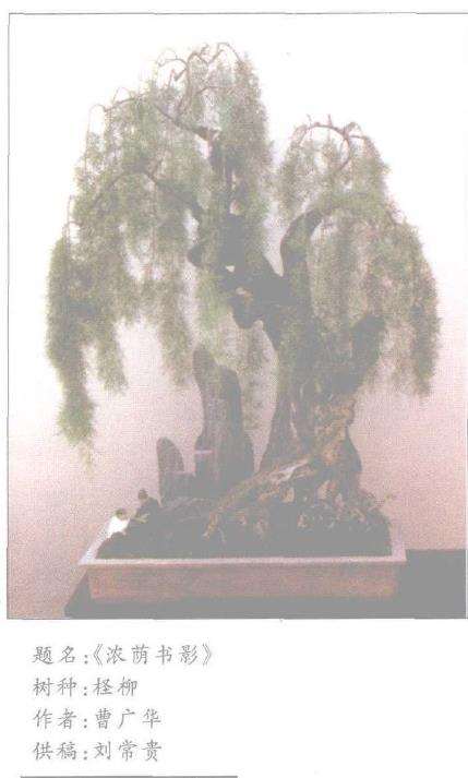 垂枝式植株盆景怎么安排及配盆布局