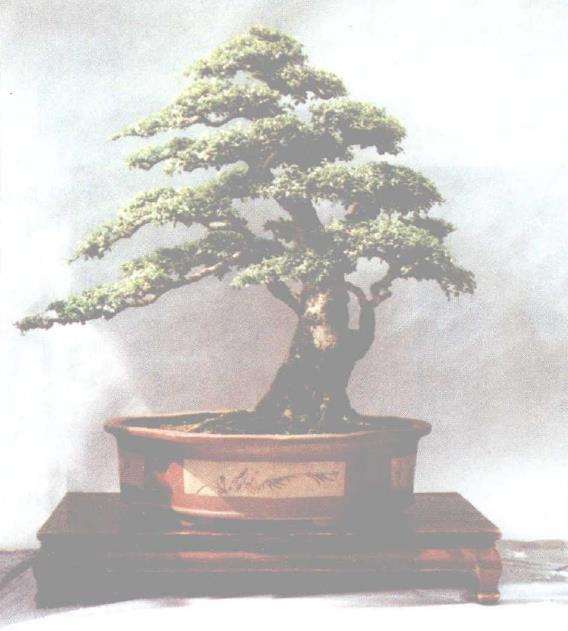 新下山桩成活的关键在于安全度夏