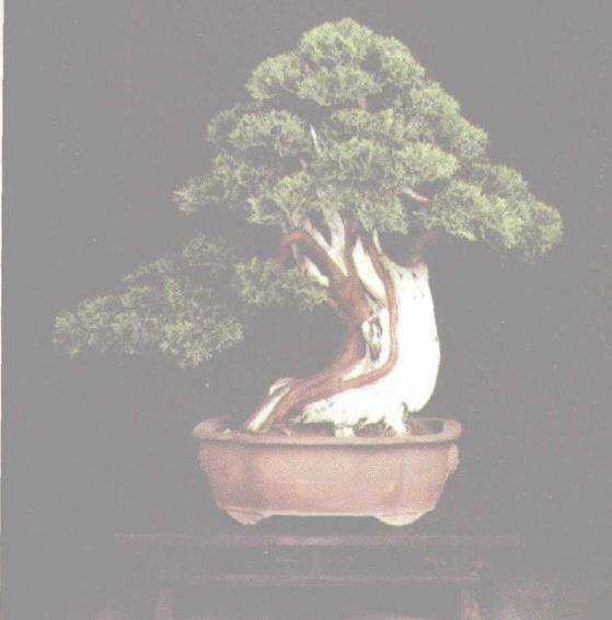 精通制作泰山盆景的人 范义成 图片