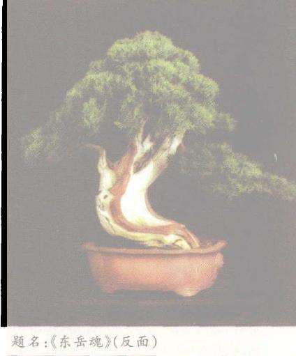 精通制作泰山盆景的人 范义成 图片