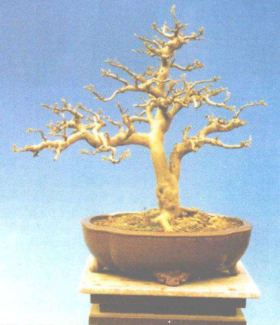 盆景爱好者要想养好新下山桩的4个方法