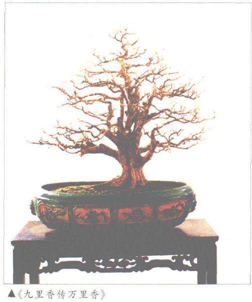 广东盆景专业委员会顾问 苏伦