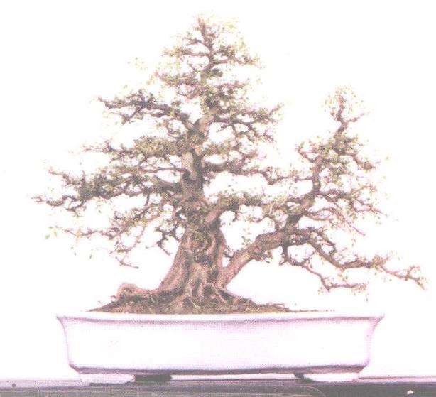 广东盆景专业委员会顾问 苏伦