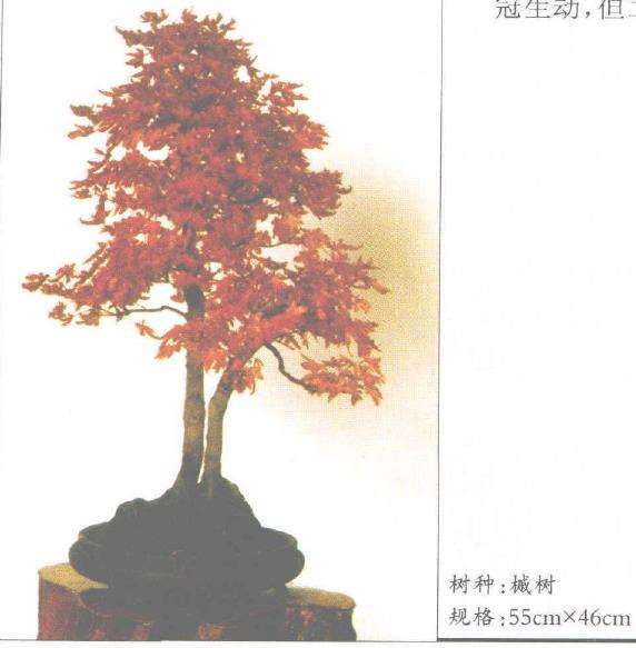 直干丛林式榆树盆景有4个不足之处 图片