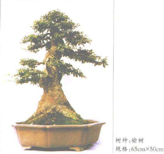 直干丛林式榆树盆景有4个不足之处 图片