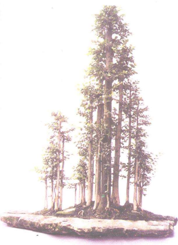 直干丛林式榆树盆景有4个不足之处 图片