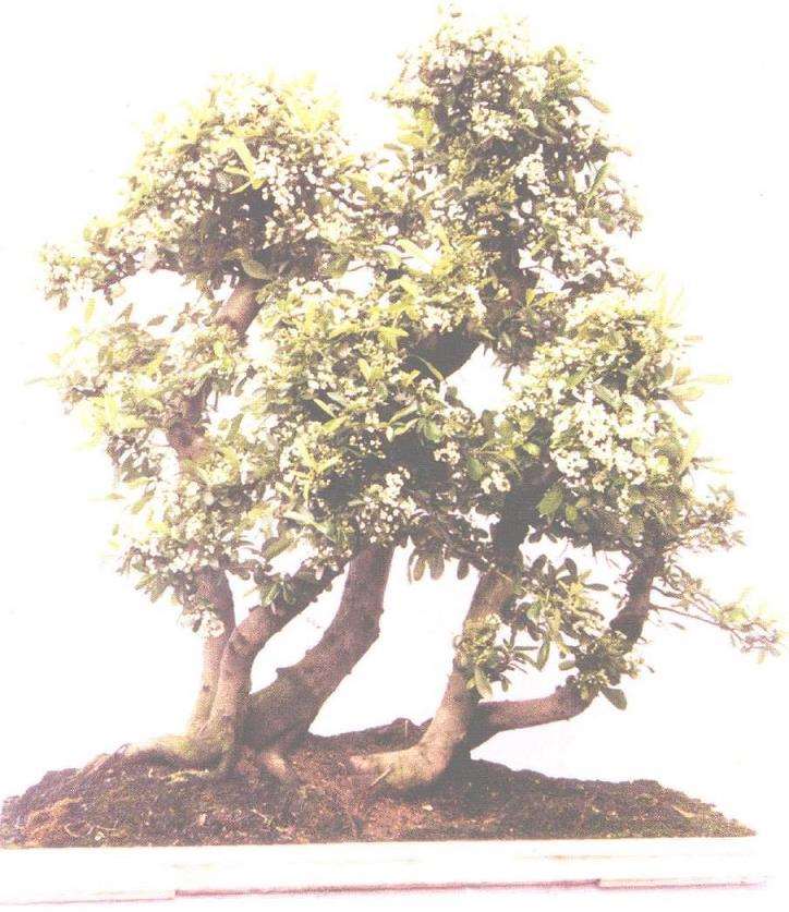 直干丛林式榆树盆景有4个不足之处 图片