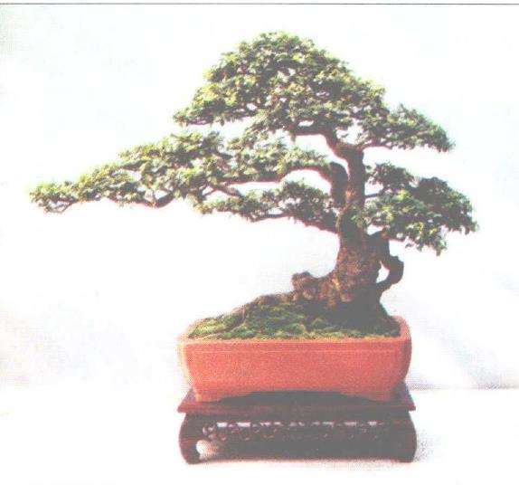 中国盆景系统分类法的4个分类体系