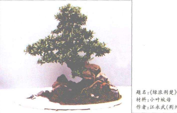 中国盆景系统分类法的6个分类方法