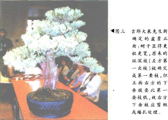 图解 刺柏盆景改型制作的示范表演
