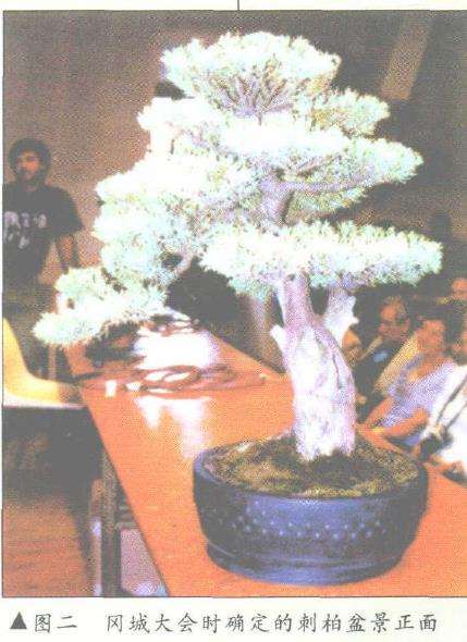 图解 刺柏盆景改型制作的示范表演