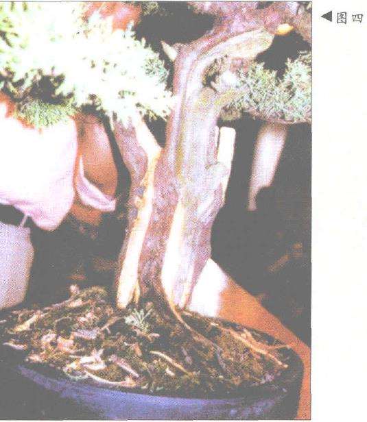 图解 刺柏盆景改型制作的示范表演