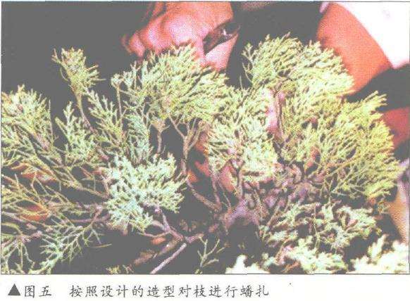 图解 刺柏盆景改型制作的示范表演